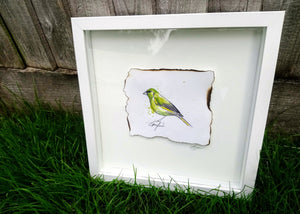Greenfinch Bird - Original Artwork