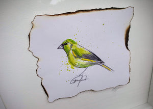 Greenfinch Bird - Original Artwork
