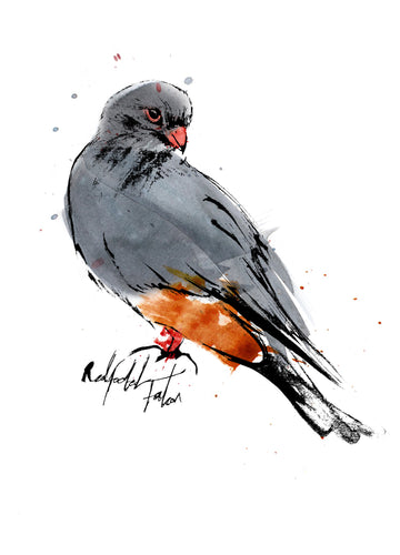Red-footed Falcon Print